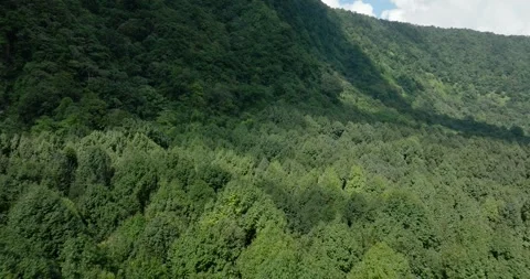 Aerial view of a lush green forest with dense trees and vegetation Stock Footage 276734540