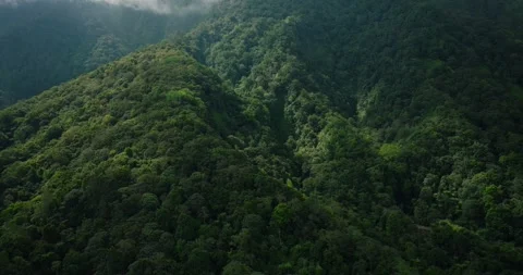 Aerial view of a lush green forest with dense trees and vegetation 스톡 동영상 276735115