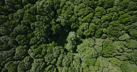 Aerial view of a lush green forest with dense trees and vegetation Stock Footage 276965928