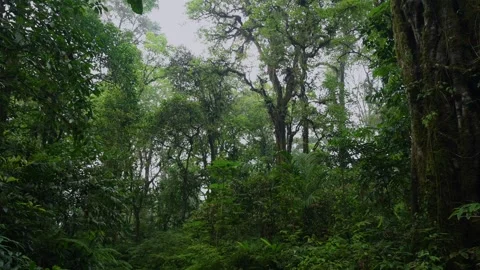 Aerial view of a lush green forest with dense trees and vegetation Stock Footage 277947690