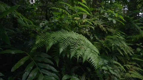 Aerial view of a lush green forest with dense trees and vegetation Stock Footage 277968399