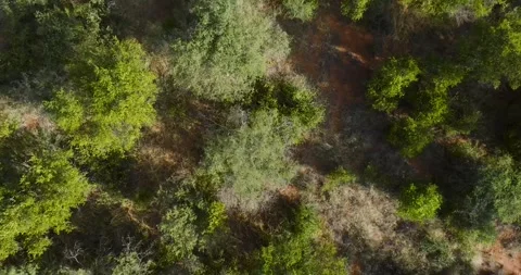 Aerial view of lush green forest and treetops, South Africa. Stock Footage 312835874