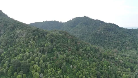 Aerial view of lush green forest landscape with rolling hills and mountains Stock Footage 332452605
