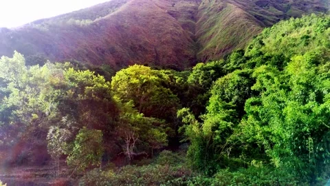 Aerial view of lush green forest landscape with dense foliage in Sembalun Stock Footage 337140934