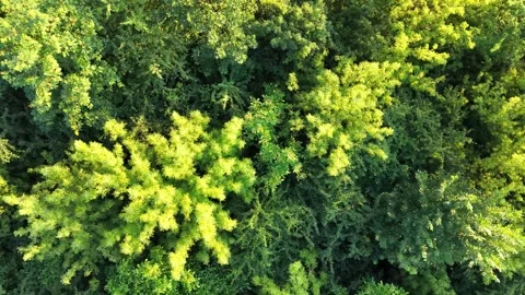 Aerial view of lush green forest canopy with diverse tree species Vidéo 337911231