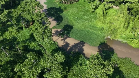 Aerial view of lush green forest and winding river Stock Footage 339809397