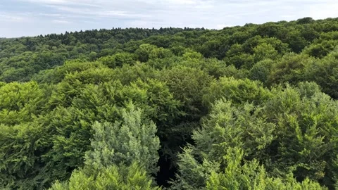 Aerial view of a lush green forest showcasing vibrant foliage and diverse tree Видео 340170732