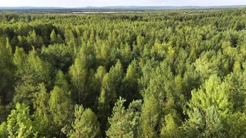 Aerial view of lush green forest trees transitioning through vibrant foliage Stock Footage 345062065