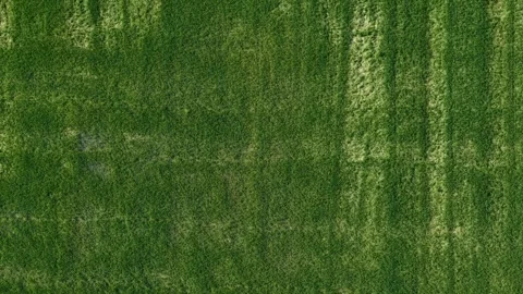 Aerial view of lush green grass field with natural light and texture Stock Footage 344802855