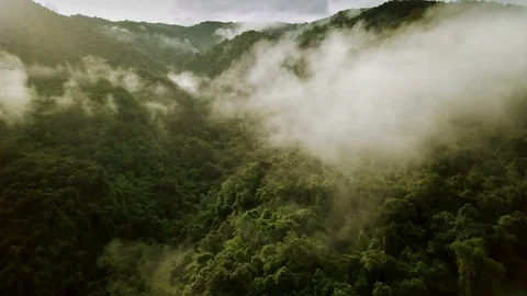 Aerial view of the Lush Green Rain Forest Mountain Stock Footage