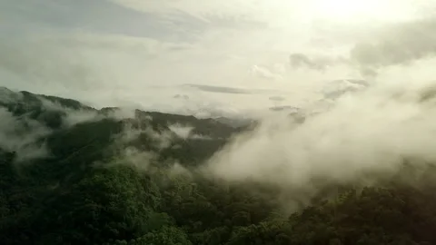 Aerial View of Lush Green Rain Forest Mountain Vídeo Stock 248340253