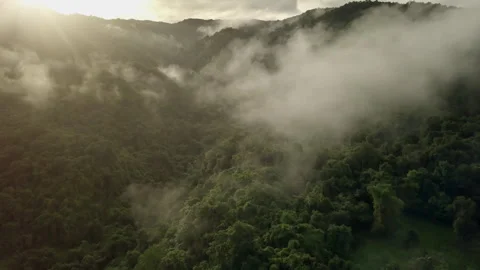 Aerial View of Lush Green Rain Forest Mountain Stock Footage 248340643