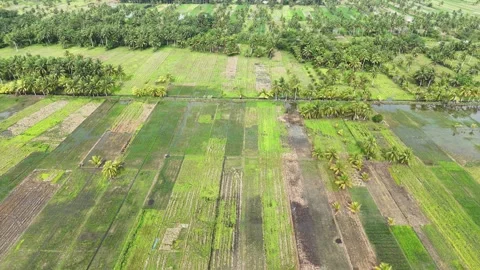 Aerial view of lush green rice fields and coconut trees in a tropical Stock Footage 330381753