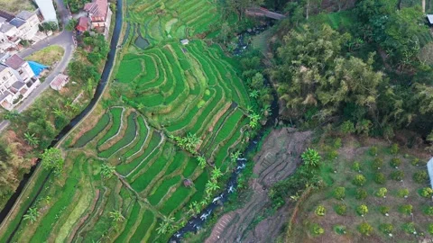 Aerial view of lush green rice terraces. Stock Footage 341836341