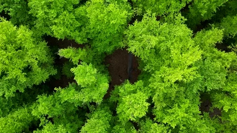 Aerial view of lush, green spring forest canopy, showcasing dense foliage a.. Stock Footage 307497616