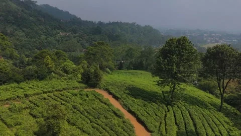 Aerial View of Lush Green Tea Plantation with Dirt Path 스톡 동영상 340633876