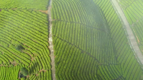 Aerial View of Lush Green Tea Plantation Terraces on Rolling Mountain Hillsides Stock Footage 342249706
