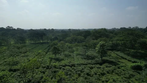 Aerial view of lush green tea garden plantation with shade trees, drone shot Video stock 342920869