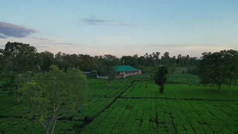 Aerial view of lush green tea garden estate with a tin roofed bungalow hous.. Vídeo Stock 344694201