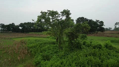 Aerial view of lush green tree covered with vines in rural farmland, drone .. Vídeo Stock 345205660