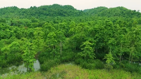 Aerial view of lush green trees covering rolling hills and surrounding a Stock Footage 322797399