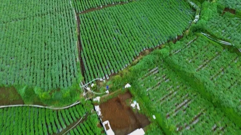 Aerial View of Lush Green Vegetable Fields and Greenhouse in Rural Area Stock Footage 310772589