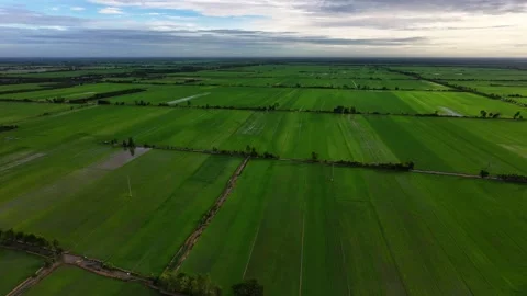 Aerial view of lush green young rice plants growing in vast paddy fields Stock-Footage 342391004