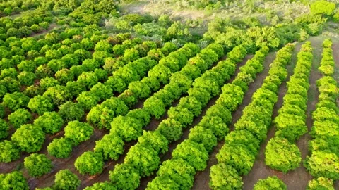 Aerial view of lush mango tree plantation in the tropics Stock Footage 161222803