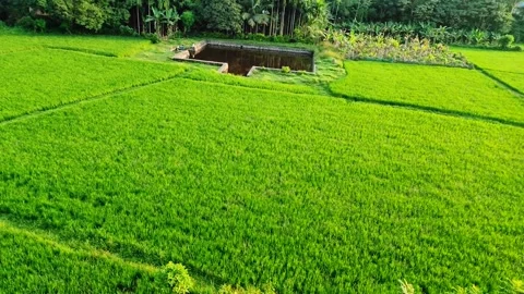 Aerial View of Lush Paddy Fields and a Serene Pond at Anaganmala Eco Touris.. Stock Footage 322978086