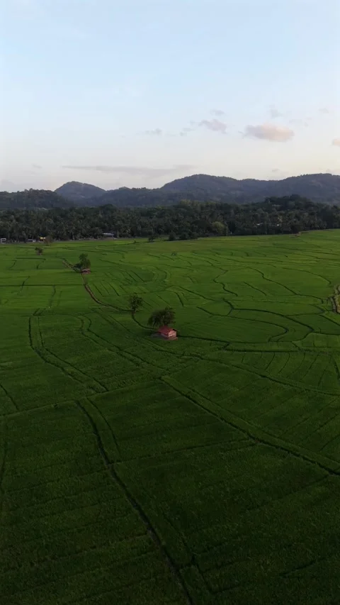 Aerial View of Lush Paddy Fields in a Rural Sri Lankan Village Stock Footage 345532198