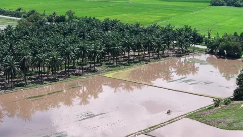 Aerial view of lush palm tree plantation with flooded fields Vídeos de archivo 344818973