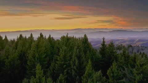 Aerial view of a lush pine forest canopy with misty mountains at sunset Stock Footage 339780067
