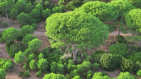 Aerial view of lush pine forest in Cadiz, Spain with dense green tree canopy Stock Footage 340348763