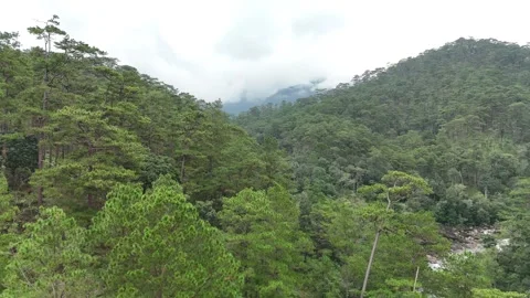 Aerial View of Lush Pine Forest Hills Under Misty Clouds 스톡 동영상 343471875