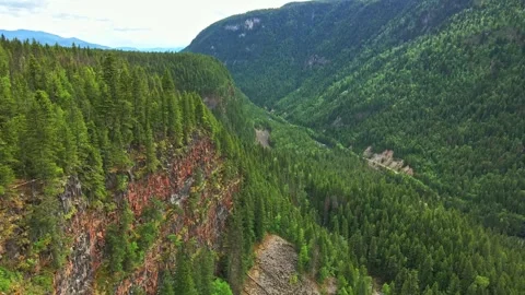 Aerial view of lush pine forest canyon and steep rocky cliffs on a sunny day Stock Footage 343543120