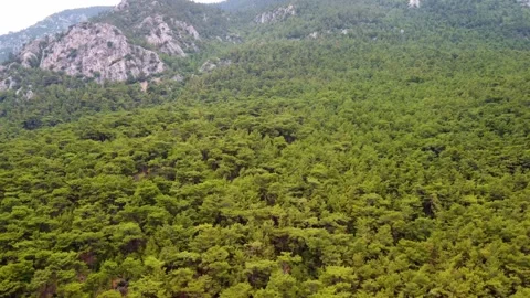Aerial View of Lush Pine Forests and Mountains in Gokova Bay, Turkey Stock Footage 318155622