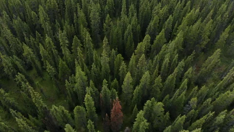 Aerial View of Lush Pine Tree Forest in Banff National Park, Alberta, Canada Stock Footage