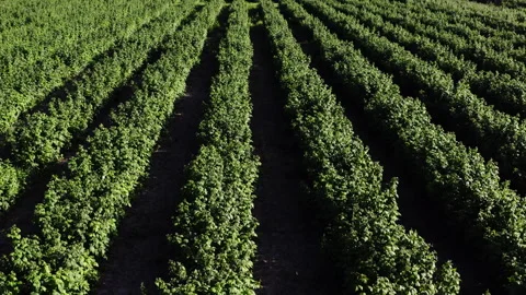 Aerial View of Lush Raspberry Bush Field Stock Footage 265002005