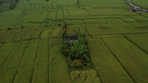 Aerial View of Lush Rice Fields in Bali, Indonesia Stock Footage 314210458