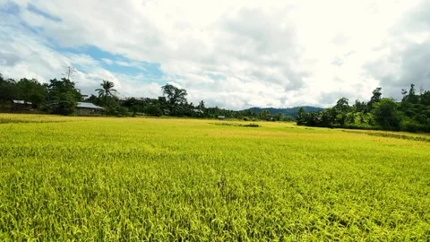 Aerial view of lush rice fields and rural landscape in Palawan, Philippines Video stock 318723510