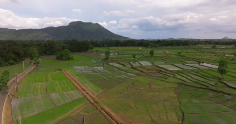 Aerial View of Lush Rice Fields and Patchwork Paddy Landscape in Sri Lanka Stock Footage 326767767