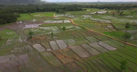 Aerial View of Lush Rice Fields and Patchwork Paddy Landscape in Sri Lanka Stock Footage 326767775