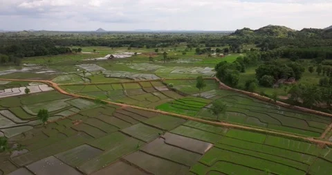 Aerial View of Lush Rice Fields and Patchwork Paddy Landscape in Sri Lanka Stock Footage 326767777