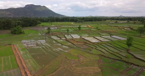 Aerial View of Lush Rice Fields and Patchwork Paddy Landscape in Sri Lanka Stock Footage 326767778