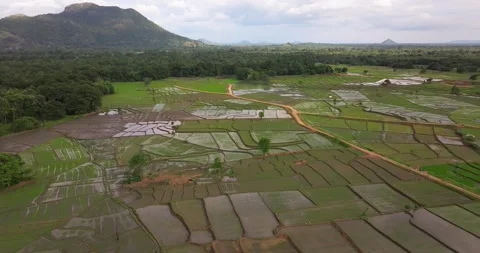 Aerial View of Lush Rice Fields and Patchwork Paddy Landscape in Sri Lanka Stock Footage 326767779