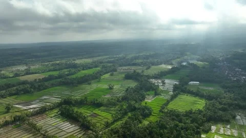 Aerial View of Lush Rice Fields in East Java Near Banyuwangi, Indonesia Stock Footage 333998985