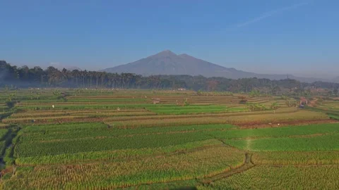 Aerial view of lush rice fields with a majestic mountain in the background. Stock Footage 342635900