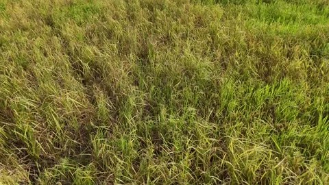 Aerial View of Lush Rice Fields 動画素材 347375413