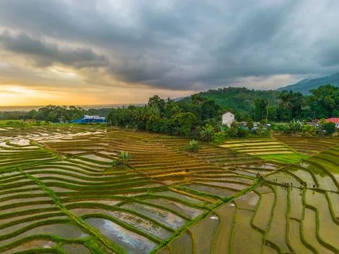 Aerial view of lush terraced rice paddies reflecting the golden hour sunlig.. 写真素材