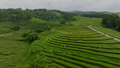 Aerial view of the lush, terraced rows of the Gorreana tea plantation on S o 库存影片 335721117